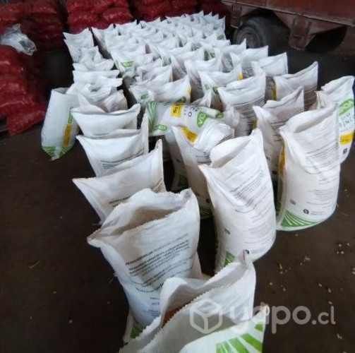 Maíz, Chancado de Maíz, Cernido de Avena