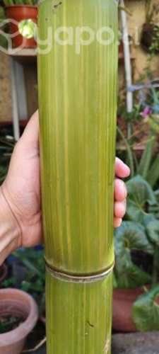 Caña de bambú 3 m de alto 5 a 7 cm ancho