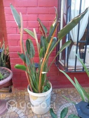 Flor del paraíso o del pájaro