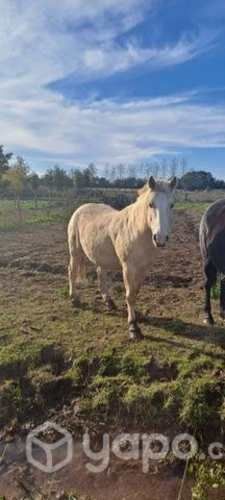 caballo de todo servicio