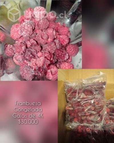 Productos congelados (Frambuesa y Choritos)