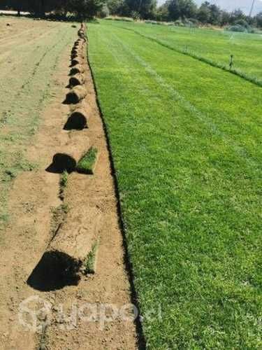 Alfombra pasto natural