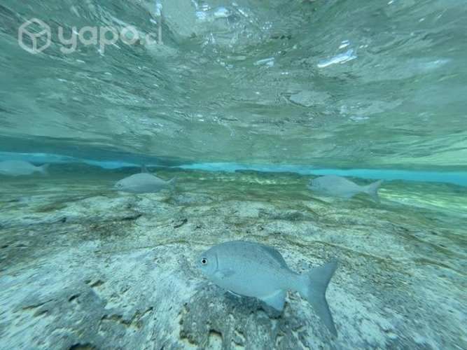 Iphone 12 azul 128gb