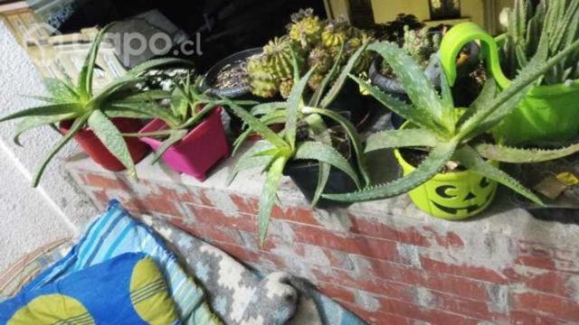 4 plantas ALOE VERA medianas con maceteros