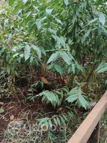 Cerezos corazón de paloma