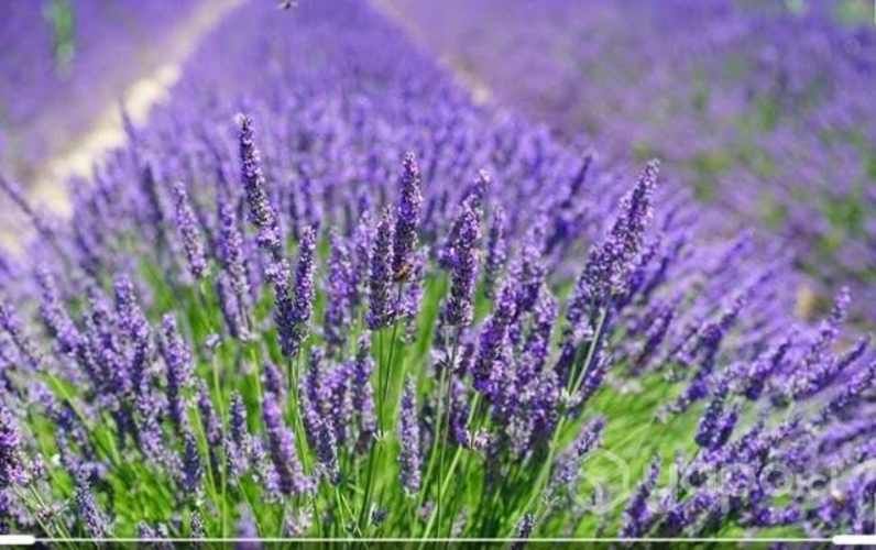 Esencias para detergentes