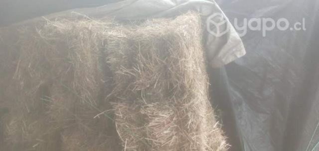 Fardos trébol ballica