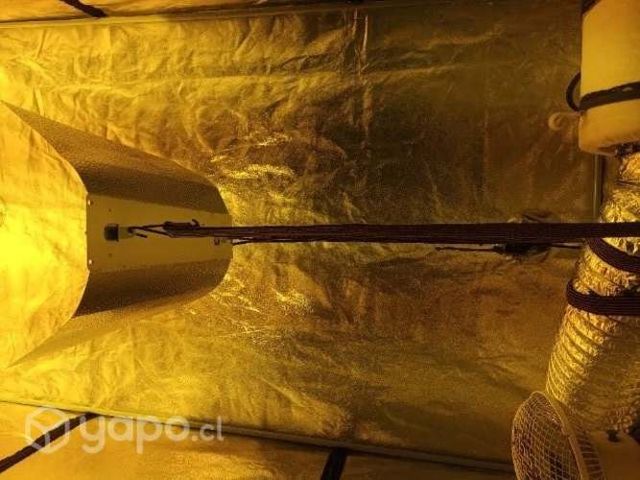 Indoor Piranha 120x120 nuevo