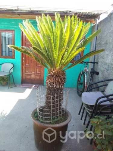 Palmera Cica Revoluta