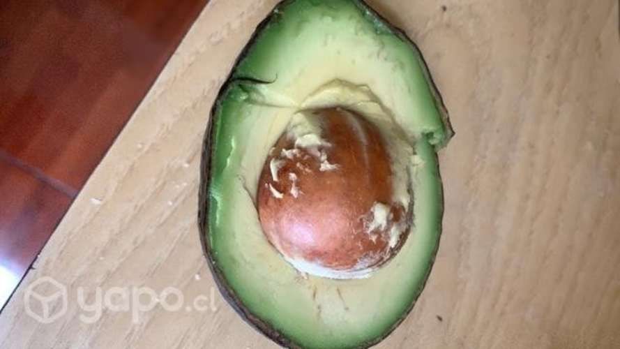 Palta hass
