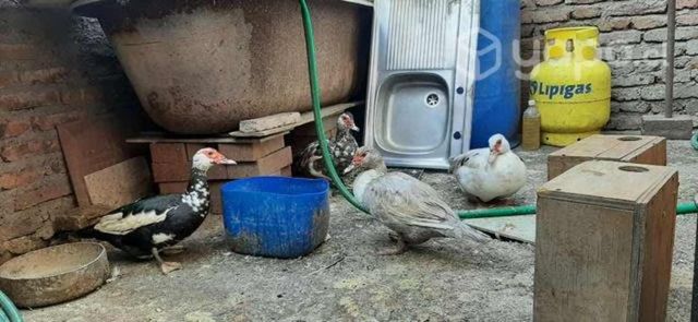 patas caseras ponedoras