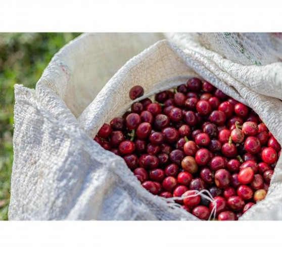 Café De Especialidad &quot;The White Rabbit&quot; Colombia