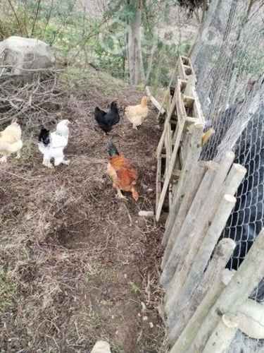 Pollos Brhama Puros y Mezclas