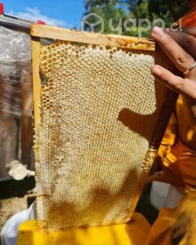 Miel multifloral de bosque nativo