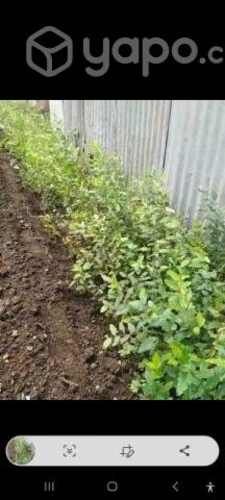 3000 plantas de Hualle