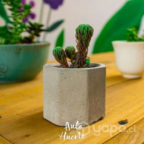 Suculenta en maceta de cemento