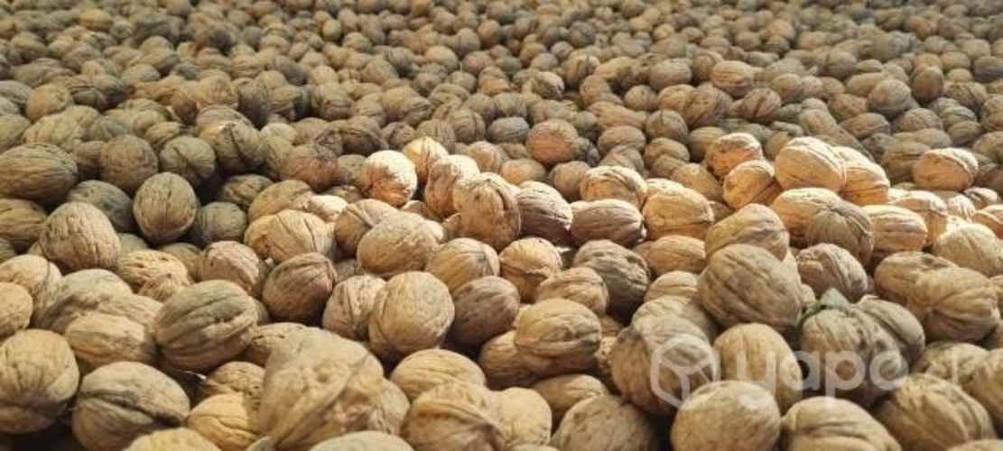 Nueces con cascaras