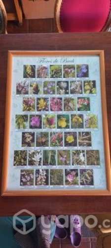 Cuadros flores de bach