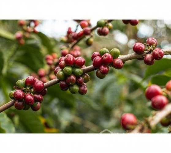 Café De Especialidad &quot;Caturra Roja&quot; de Colombia