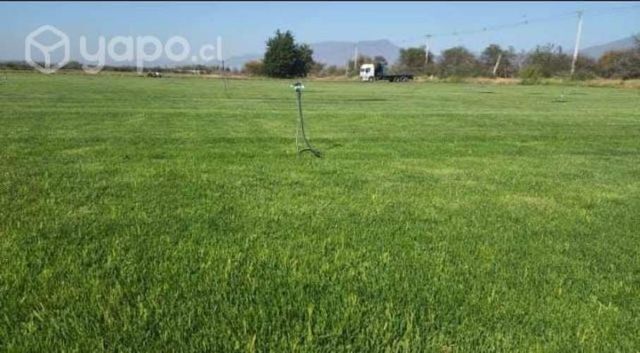 Pasto alfombra natural