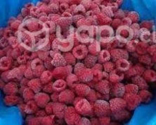 Frambuesa congelada iqf