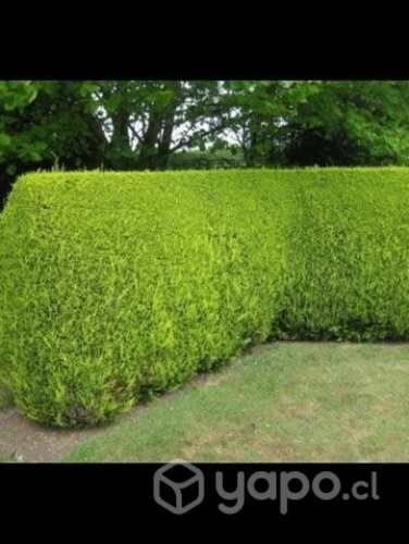 Cerco Vivo Pino Macrocarpa Valor 10 Arboles 100 cm