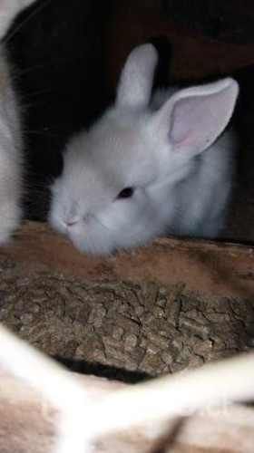 Conejos cabeza de leon