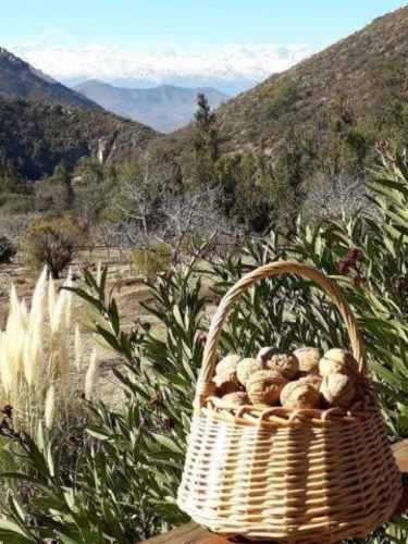 Nueces última cocecha
