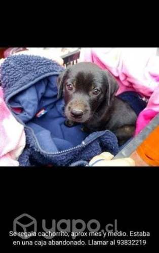Perrita en adopción