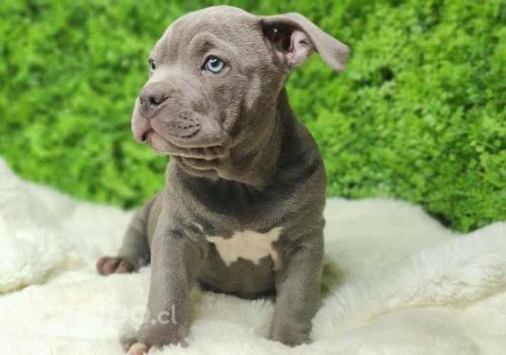 American Bully