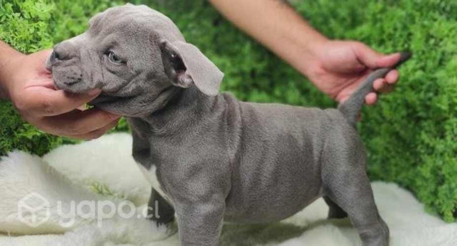 American Bully