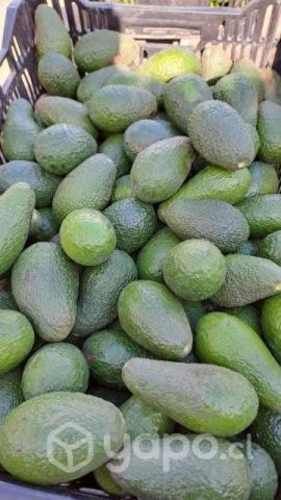 Palta Hass Extra - Chilena