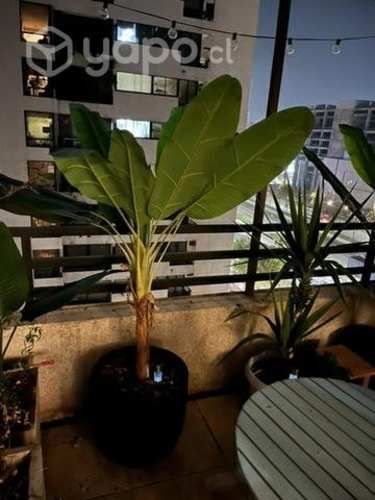 Banano artificial 120 metros