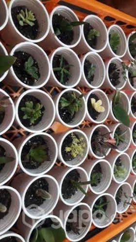 Bandeja 36 unidades cactus y suculentas