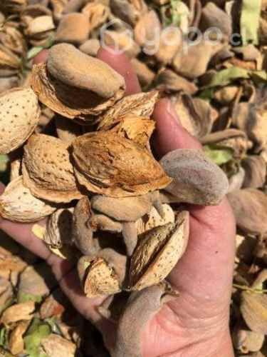 Almendras cosecha 2023 con pelon