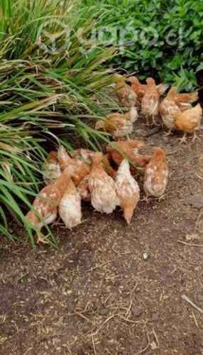Gallinas ponedoras