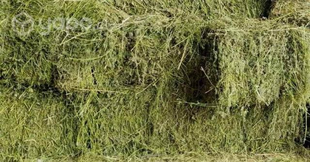 Fardo de alfafa 3 corte