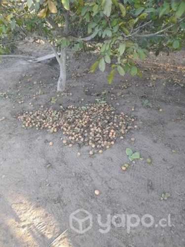 Nueces de temporada 2023