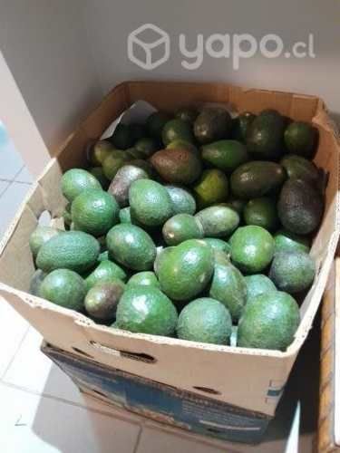 Palta hass chilena vieja