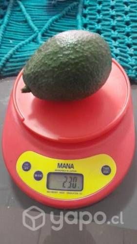 Palta hass chilena vieja