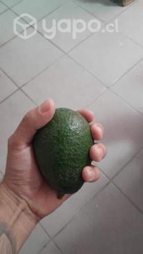 Palta hass chilena vieja