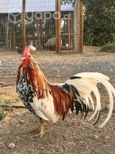 Gallinas de la pasión (Raza flor de almendro)