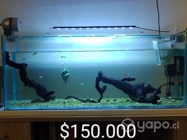 Acuario pecera