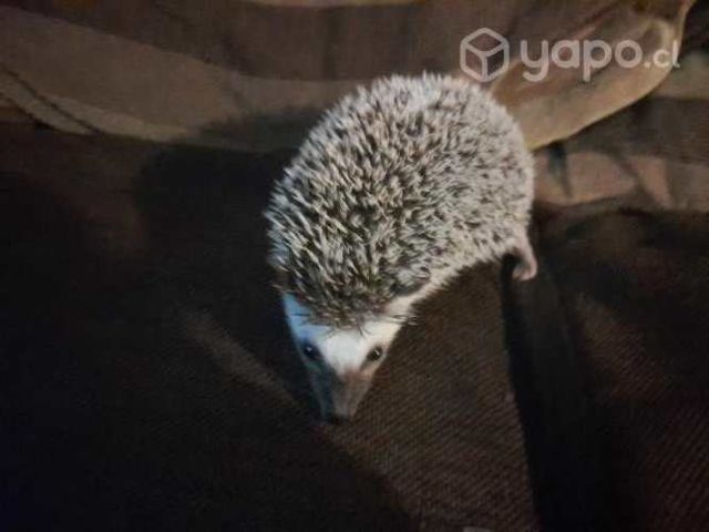 Erizo de tierra macho