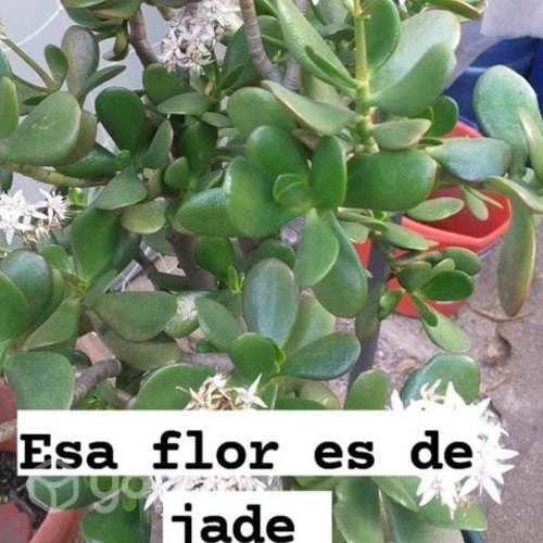Plantas jades y aloe vera