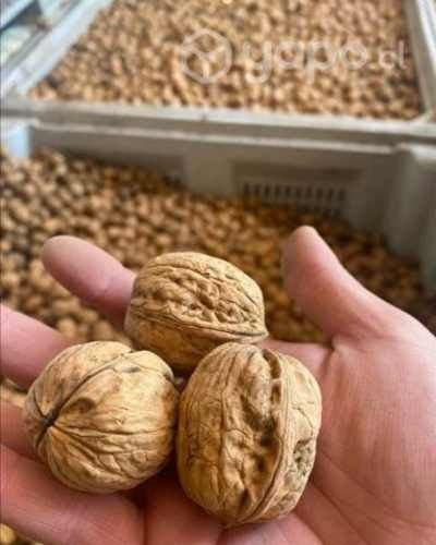 Nueces con cascaras blanda chandler