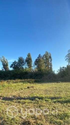 Fardos de alfalfa (2do corte)