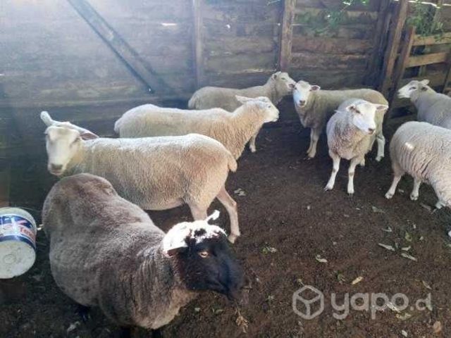 ovejas para consumo