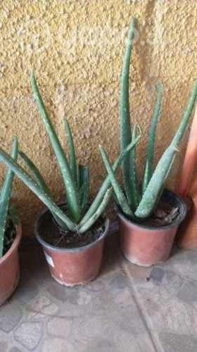 Hierbas- miel- plantas