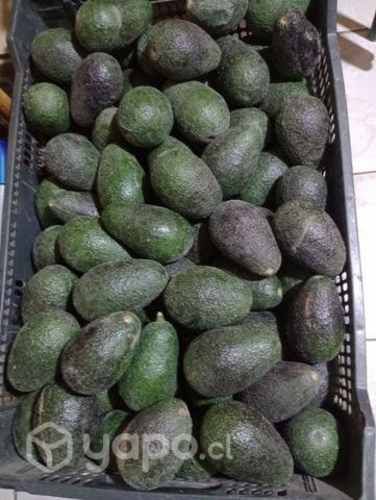 Palta Hass Chilena